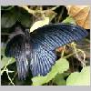 Papilio memnon - Asien - emmen-nl 04.jpg